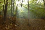 Raggi di luce nel fitto bosco