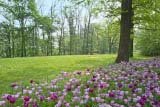 Passeggiando nel parco dei tulipani