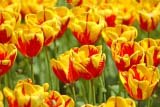 Prato di tulipani doppio colore