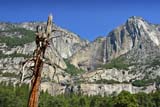Vecchio albero e cascate dello Yosemite