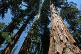 Altissime sequoie della California
