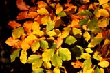 Le foglie si illuminano di colori