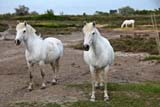 Cavalli bianchi della Camargue