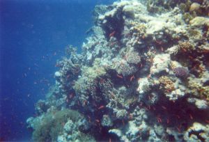 I coralli del parco marino di Rash Mohamed