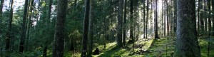 Foresta Nera, Germania (2012)