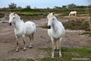Cavalli della Camargue