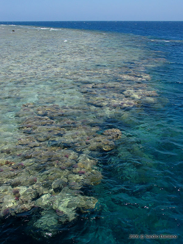 La barriera corallina