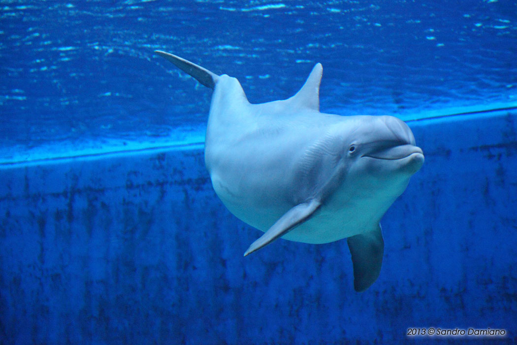 Delfino (Acquario di Genova)