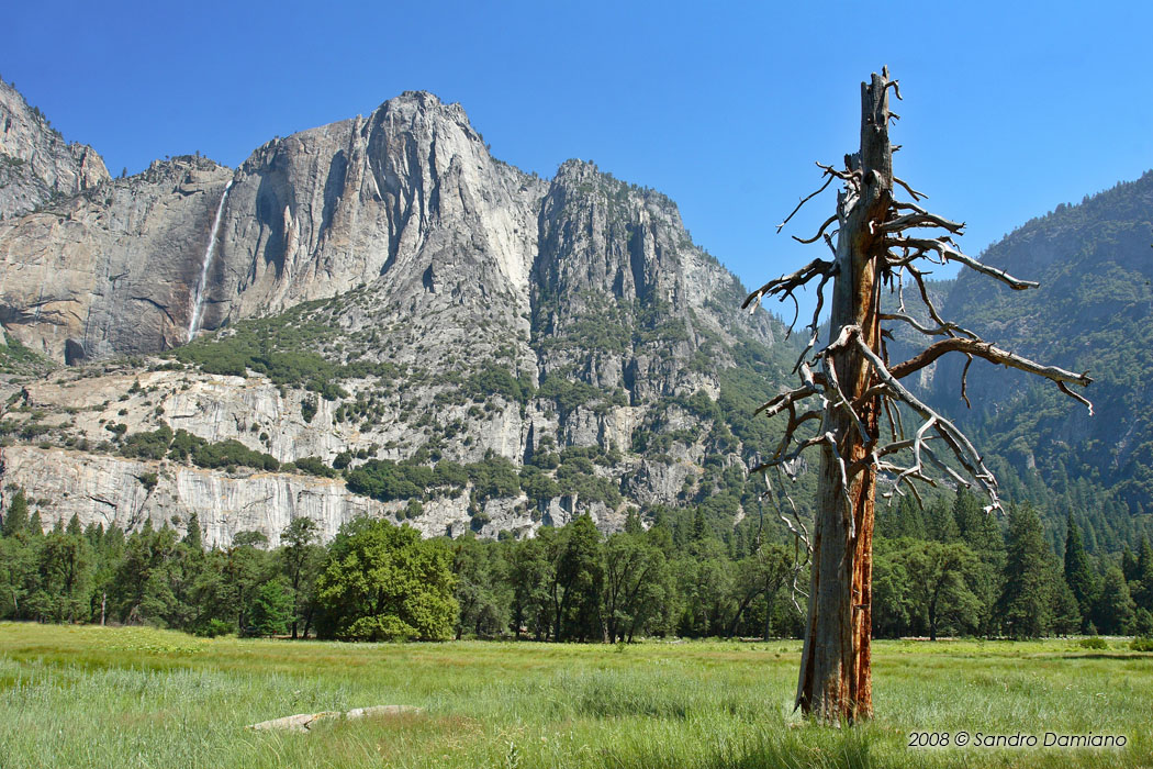Vecchio albero solitario (nel parco dello Yosemite)