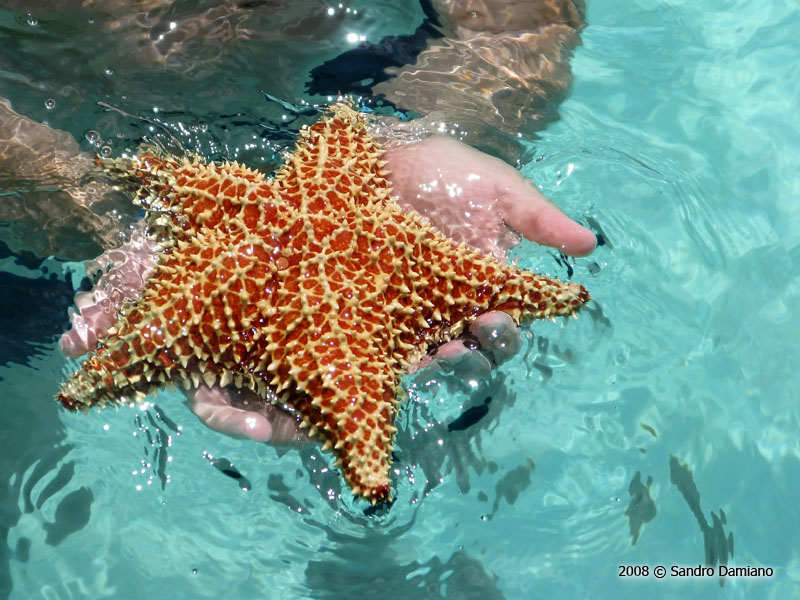 Bellissima stella marina raccolta sul fondale