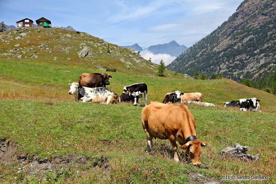 Mucche al pascolo