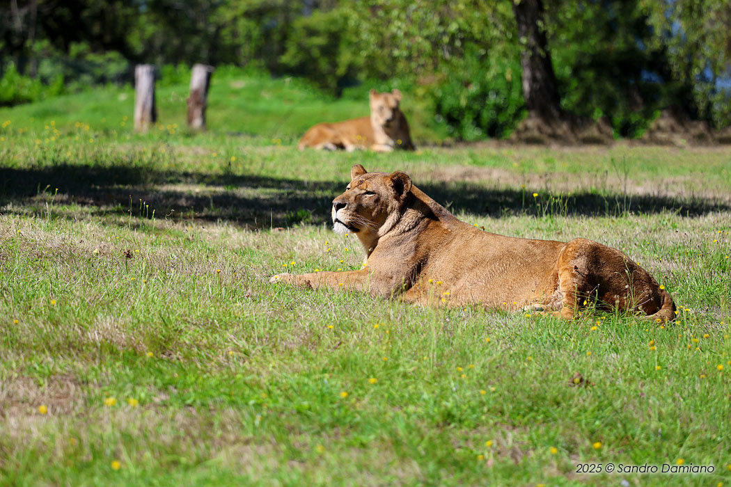Leonesse al parco di Pombia