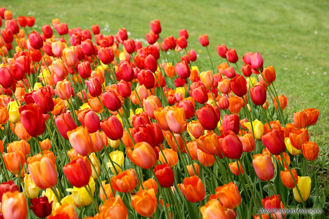 Tulipani rossi a Pralormo