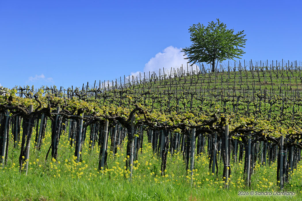 Albero in cima alla collina