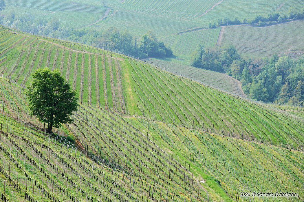 Albero solitario tra le viti