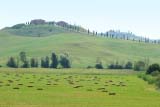 Colline a Leonina