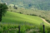 Vigneti toscani