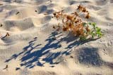 Ombre sulla sabbia