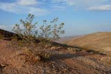 Arbusto del deserto