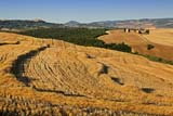 Vallate di grano intorno a Pienza