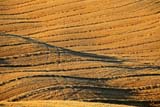 Onde di grano
