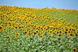Prato di girasoli