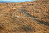 Ampie colline coltivate a grano