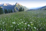 Orsiera's flowers field