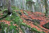 Foresta di Triberg