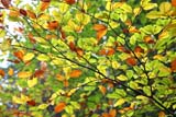 Colori del bosco