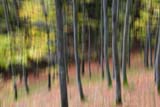 Visione surreale della Foresta #1
