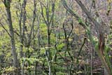 Strani alberi ricurvi