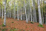 Foresta di faggeti