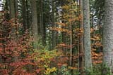 Foresta Nera