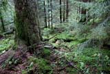 Foresta e muschio