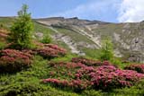 I rododendri ritornano a colorare le montagne