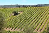Vigneti del rinomato Brunello di Montalcino